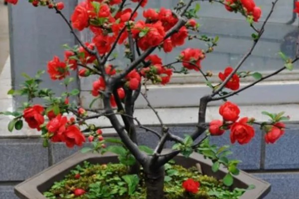 海棠花叶子发黄的原因和处理方法，可能是叶子发黄所致