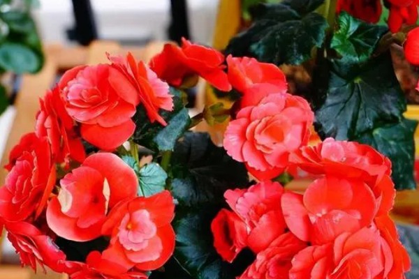 海棠花叶子发黄的原因和处理方法，可能是叶子发黄所致