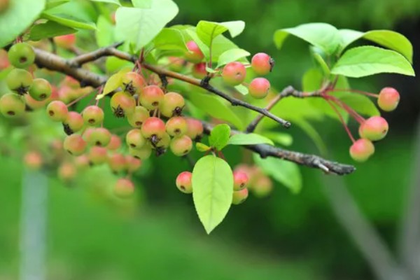 海棠花叶子发黄的原因和处理方法，可能是叶子发黄所致