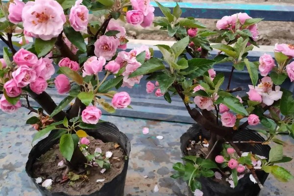 海棠花叶子发黄的原因和处理方法，可能是叶子发黄所致