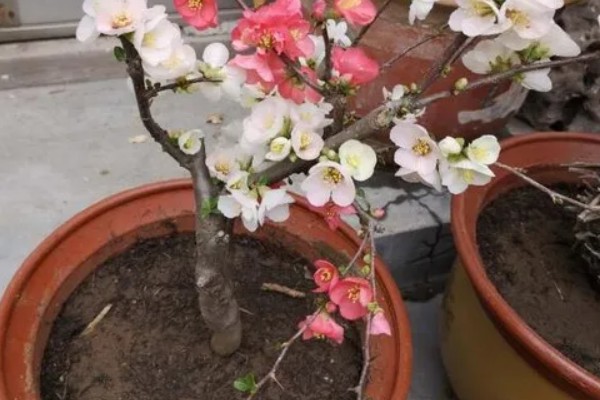 海棠花叶子发黄的原因和处理方法，可能是叶子发黄所致