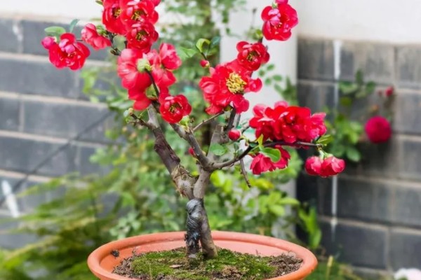 海棠花叶子发黄的原因和处理方法，可能是叶子发黄所致