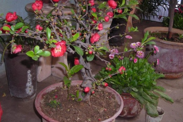 海棠花叶子发黄的原因和处理方法，可能是叶子发黄所致