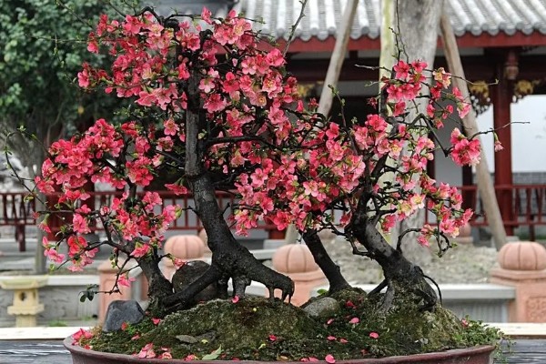 海棠花叶子发黄的原因和处理方法，可能是叶子发黄所致