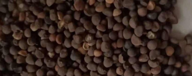 空心菜籽如何催芽，首先要用温水浸泡1-2天