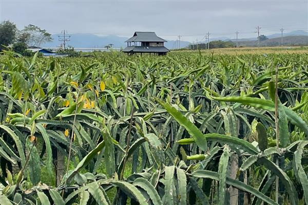 火龙果的生长习性，喜欢光照充足的环境