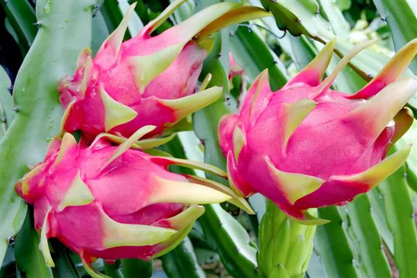 火龙果的生长习性，喜欢光照充足的环境