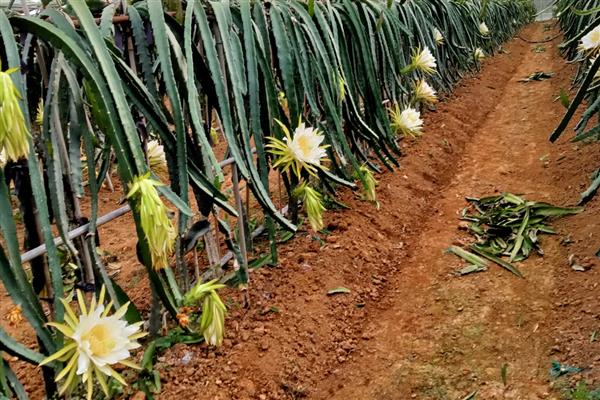 火龙果的生长习性，喜欢光照充足的环境