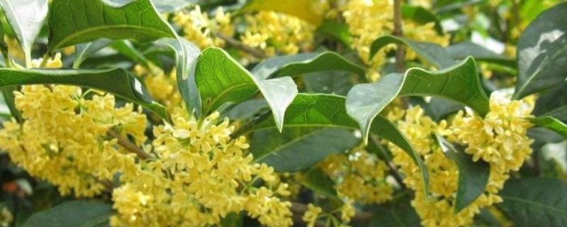 怎么养四季桂花树盆栽，要每隔1-2年更换一次盆土