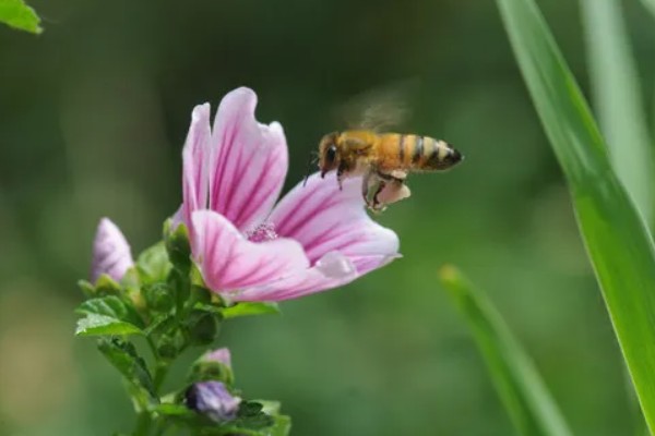 蜜蜂是怎么采花粉与花蜜的，通过管状口器和蜜囊采花蜜