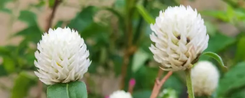 银花苋的俗名，俗称鸡冠千日红、假千日红等