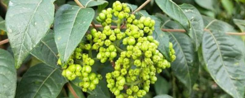 吴茱萸怎么采摘，选择在晴朗的天气下进行