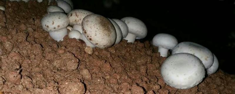 双孢菇黄斑病如何防治，首先做好环境卫生工作