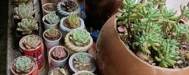 阳台怎么种多肉，冬季最低不可低于5℃