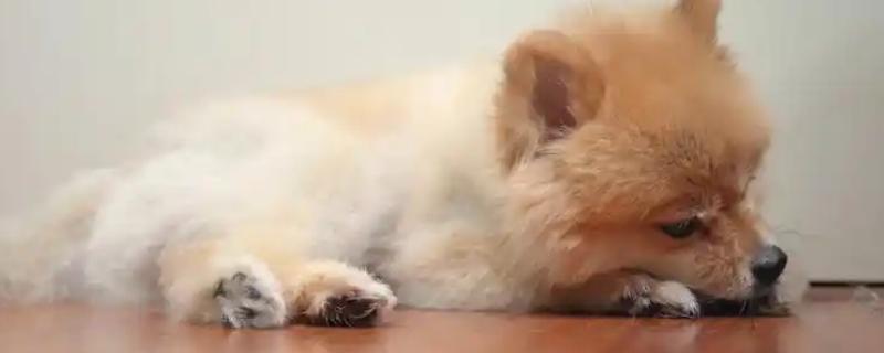 狗狗的来源，在15000年前被人类驯化