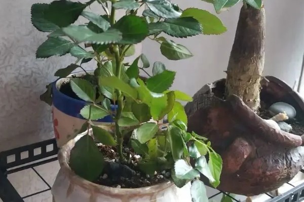 苦水玫瑰的简介，是中国四大玫瑰之一