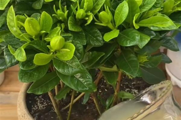 栀子花能浇啤酒吗,栀子花是可以浇啤酒