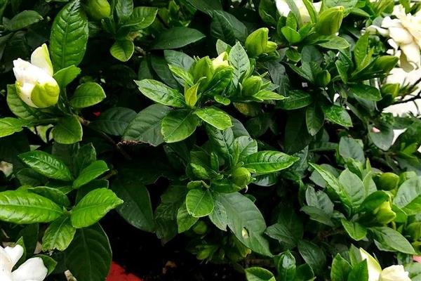 栀子花能浇啤酒吗,栀子花是可以浇啤酒