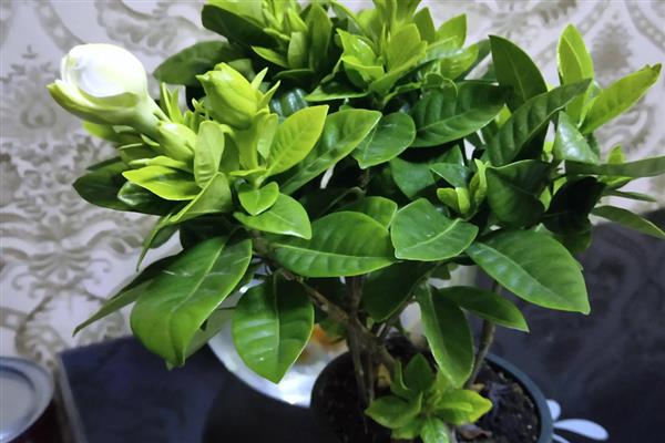 栀子花能浇啤酒吗,栀子花是可以浇啤酒