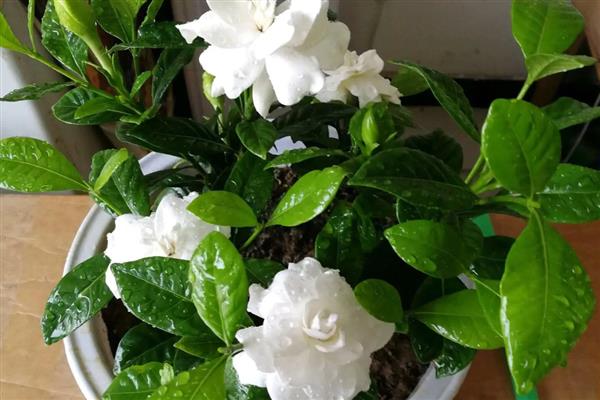 栀子花能浇啤酒吗,栀子花是可以浇啤酒