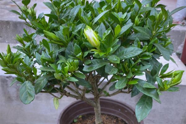 栀子花能浇啤酒吗,栀子花是可以浇啤酒