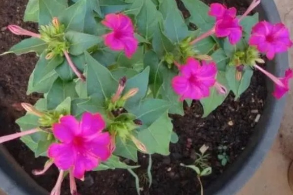 紫茉莉的养殖技术，用温水浸种10小时再播种