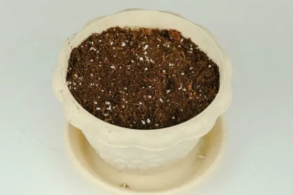 紫茉莉的养殖技术，用温水浸种10小时再播种