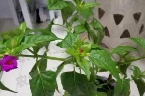 紫茉莉的养殖技术，用温水浸种10小时再播种