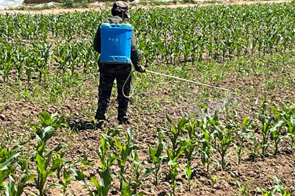玉米播后苗前除草剂的施用效果如何提高，要注意喷药时间