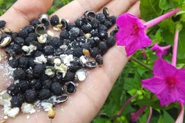 紫茉莉的养殖技术，用温水浸种10小时再播种