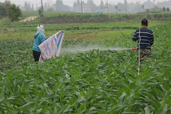 玉米播后苗前除草剂的施用效果如何提高，要注意喷药时间