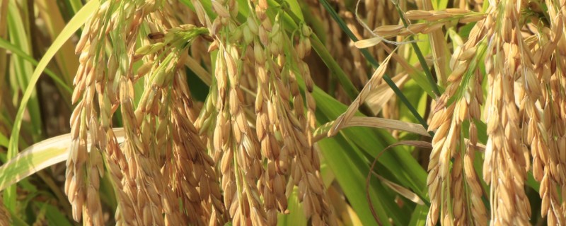杂交水稻和普通水稻的区别，性质和谷壳厚度均不同