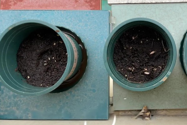 紫茉莉的养殖技术，用温水浸种10小时再播种