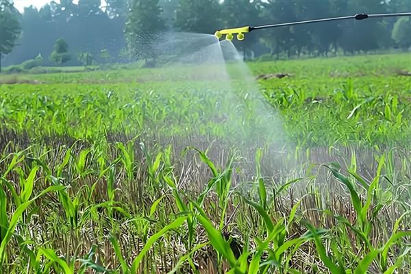 玉米播后苗前除草剂的施用效果如何提高，要注意喷药时间