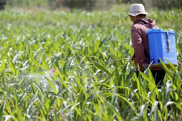 玉米播后苗前除草剂的施用效果如何提高，要注意喷药时间
