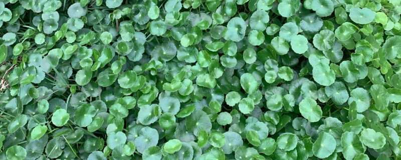土培铜钱草的养殖方法，每隔3天浇灌一次水分