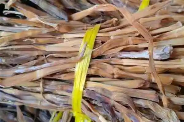 干竹笋购买如何挑选,可以看颜色、笋节等