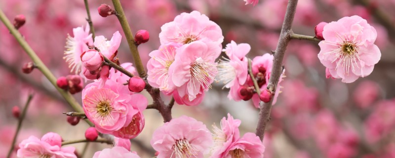 梅花的养殖的方法，每隔1-2年换一次盆土