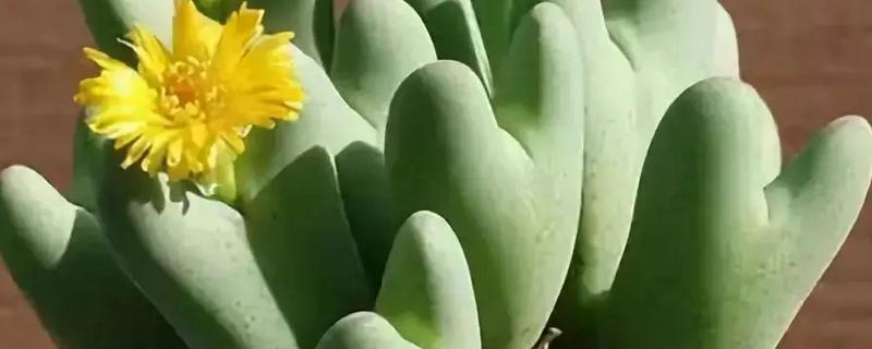 植物开花到底的意义，主要是为了繁殖后代