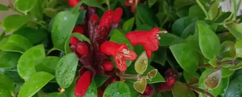 口红吊兰的养殖方法，选用紫砂盆种植最佳