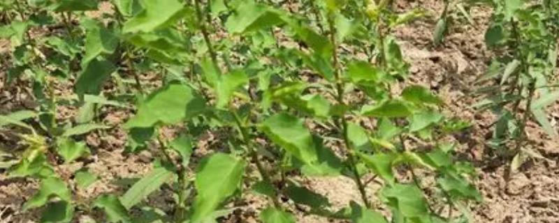 杏种子的种植方法，可在秋季9-11月份播种