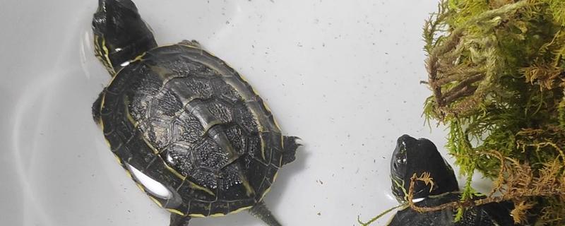 新买的草龟多久能吃东西，大概3-7天左右就可以