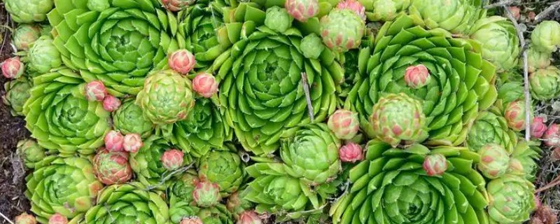 山地玫瑰能叶插吗，山地玫瑰不能叶插