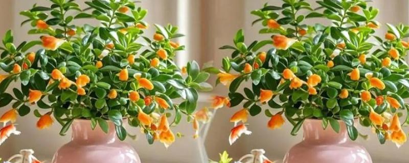 春天怎么养金鱼草，每天需给予充足的光照时间