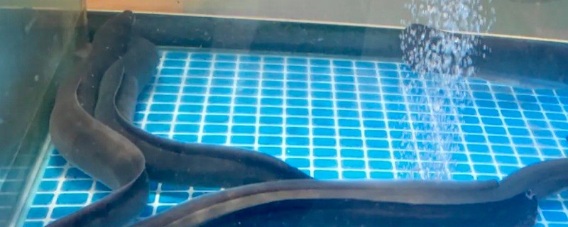 鳗鱼和白鳝鱼的区别是什么，外观和产地均不同