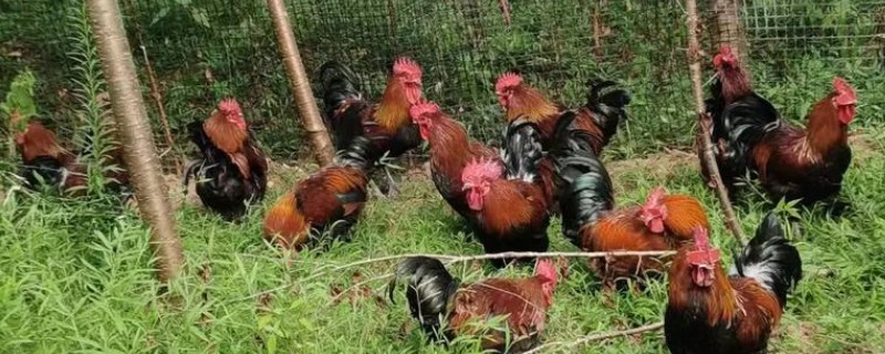 山地养殖什么，可以养土鸡、山羊等
