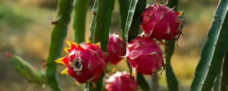 火龙果茎枯病的症状，植株棱边会出现非常多的小黑点