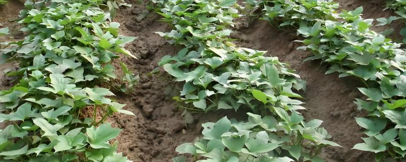 红薯适合整个种还是切块种，需要整个种的