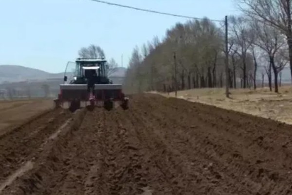花生如何种植，播种前做好催芽处理