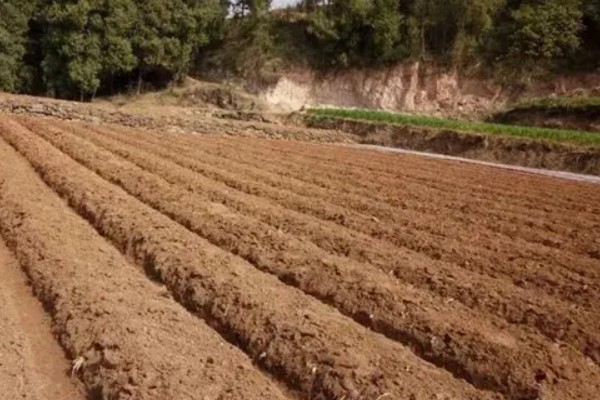 花生如何种植，播种前做好催芽处理